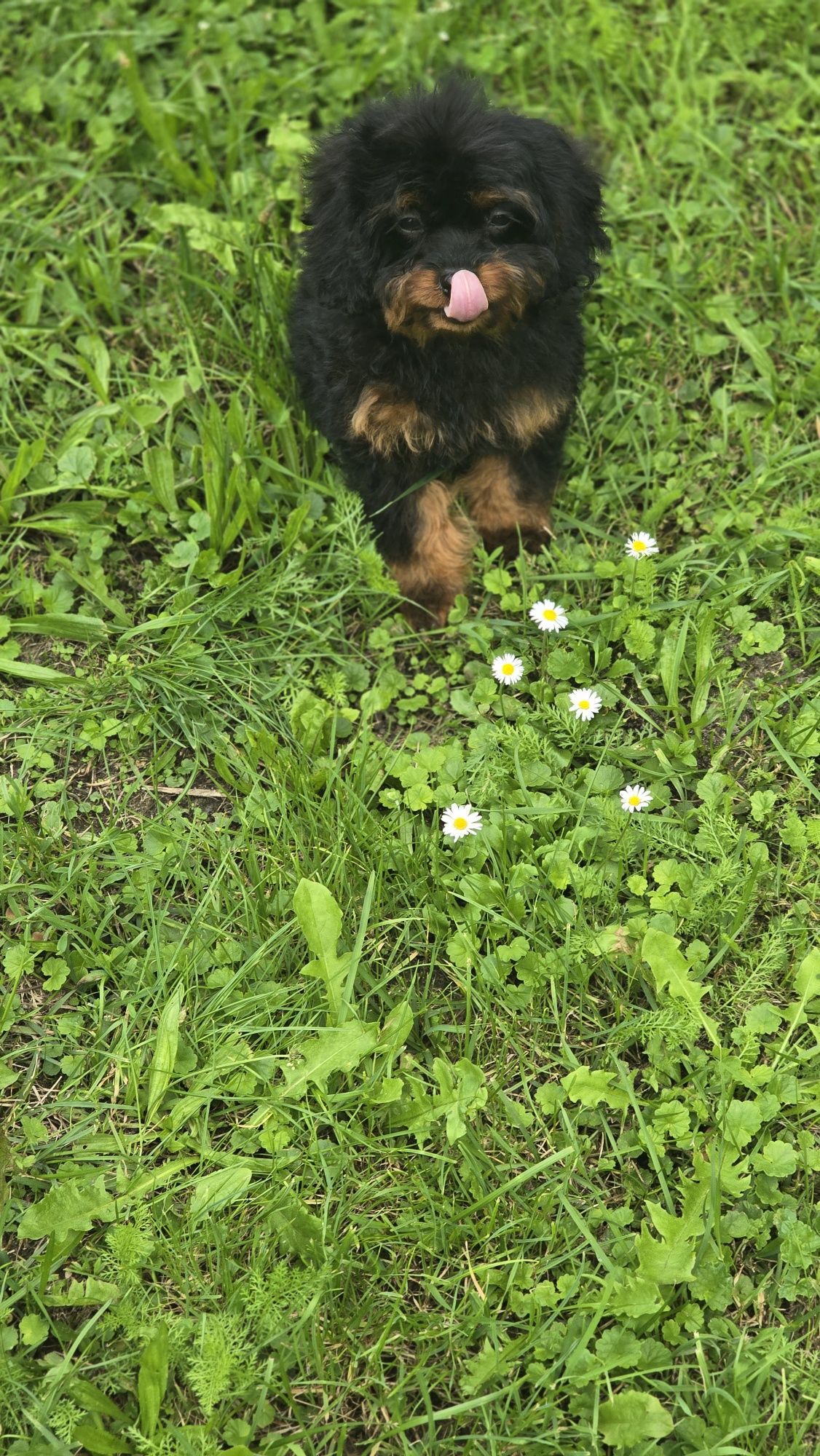 Cavapoo urocze szczenię