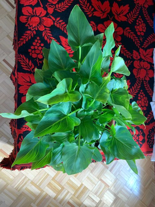 Pachnąca kalia czyli kalla bielikrasa cantedeskia biała etiopska