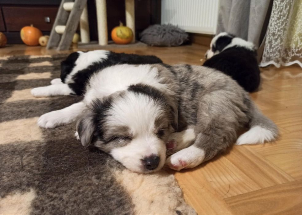 Piesek merle Border Collie ZKwP
