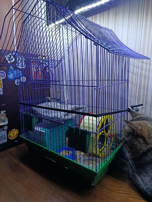 Хомяк мальчик молодой с клеткой