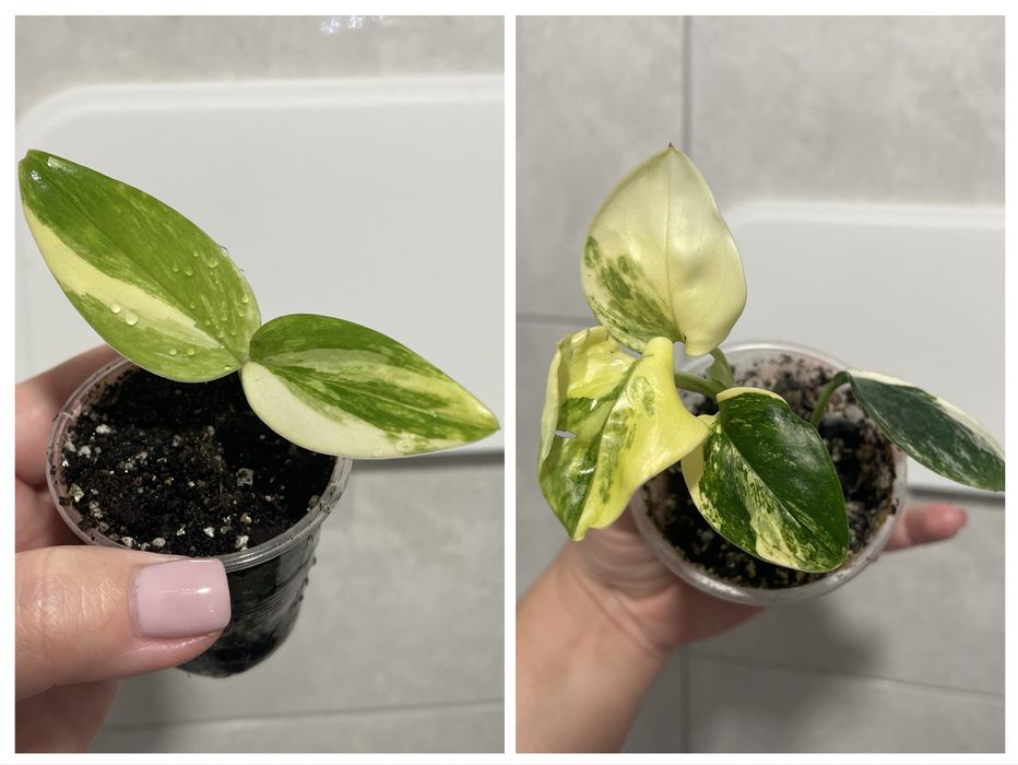 Філодендрон Pink Princess, Kobra yellow