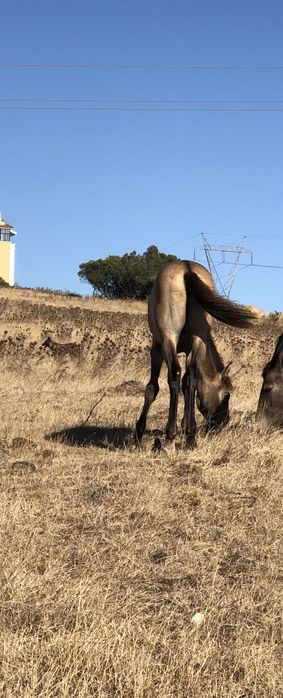 Cavalo lusitano puro