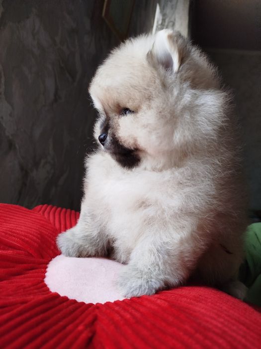 Мальчишка померанский шпиц