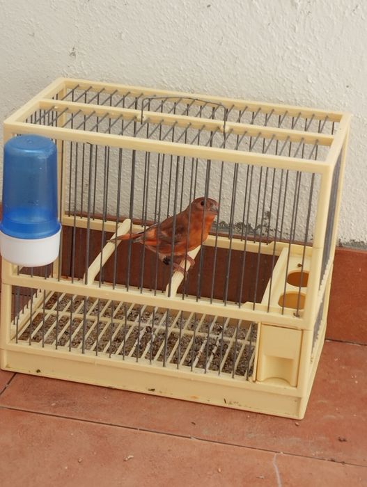 Troco híbridos de Cardinalito jaspes por pintassilgos