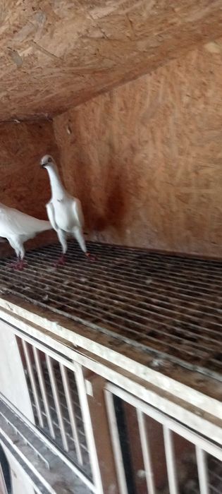 Srebrniak samiec 2022r