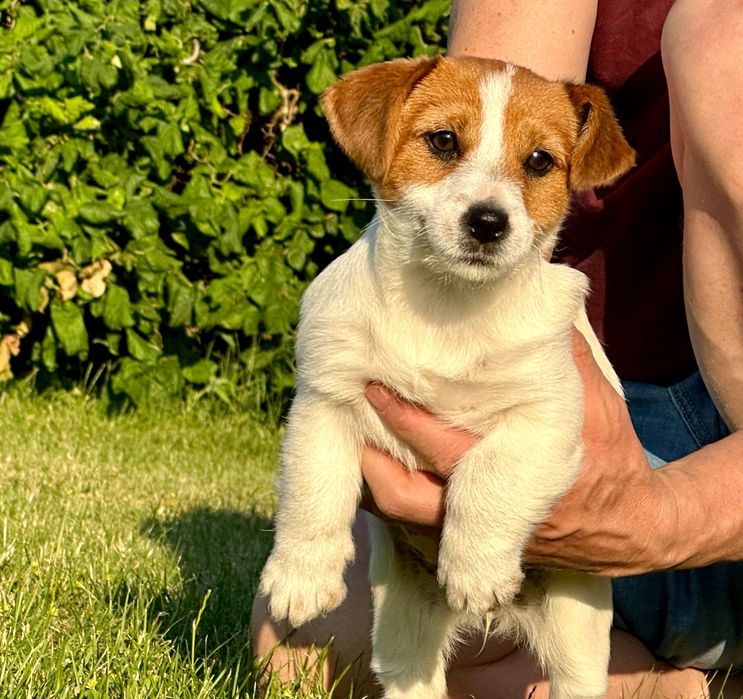 Jack Russell Terrier z rodowodem ZKwP (FCI)-suczka 1800 zl