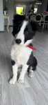 Border Collie - szczeniak