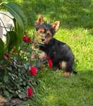 Sunia odchowany szczeniaczek . Yorkshire terrier  York wyprawka chip