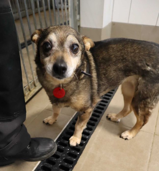 Emka czeka na dom...