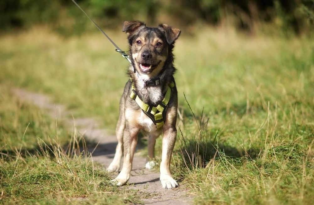6 letni Wilczek szuka domu