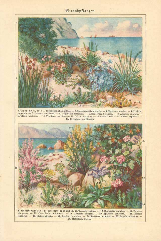 Kwiaty  oryginalne XIX w. grafiki