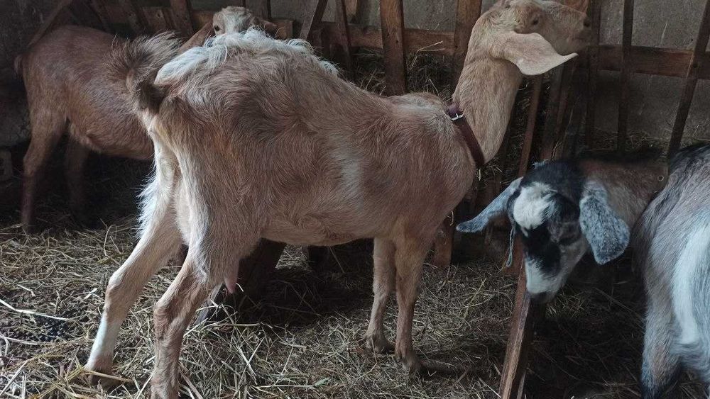 продається дійна молочна коза, першокотка