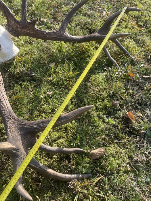 Trofeum wieniec jelenia 16-stak nieregularny poroże jeleń rogi nr 41