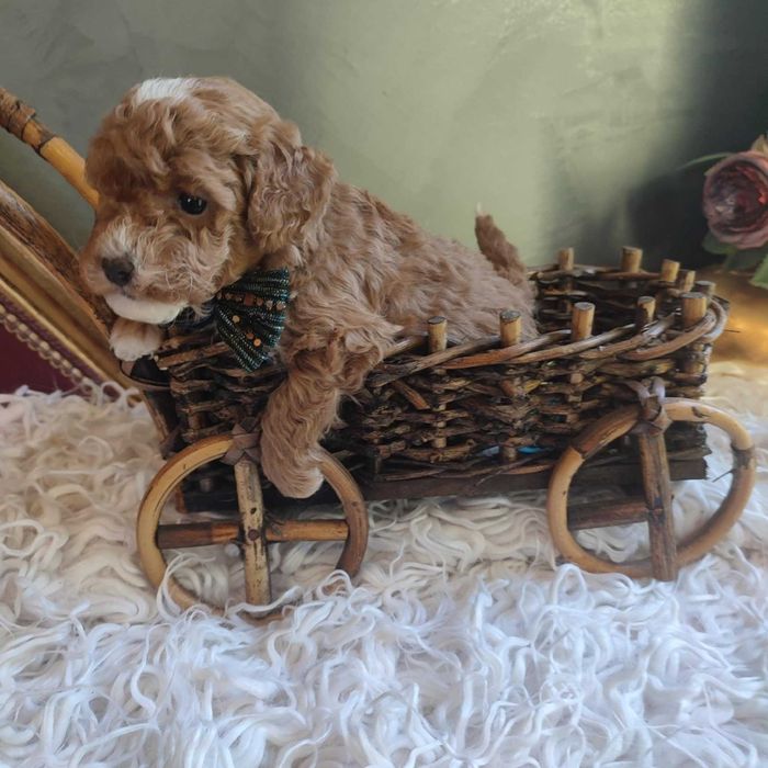 Bichpoo/Pochoon/Maltipoo > dotępny piesek .