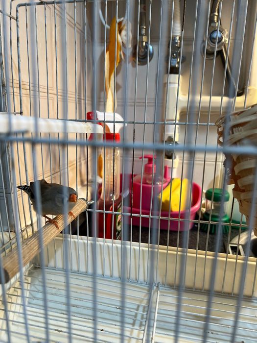 Vendo fêmea de mandarim adulta e gaiola !