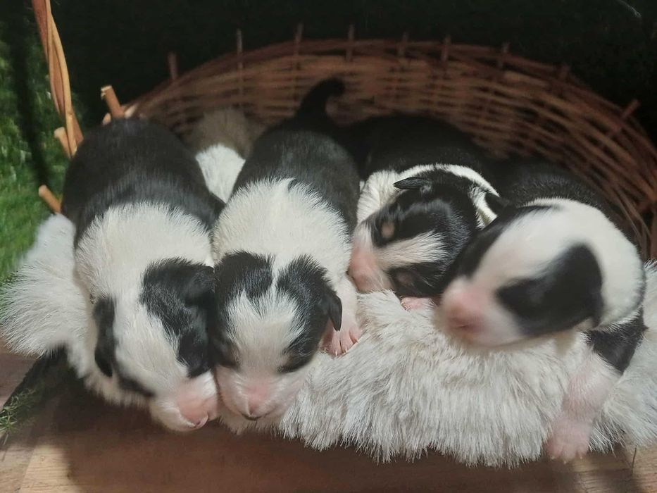 Border Collie Szczeniak z rodowodem, pies wychowany w domu.