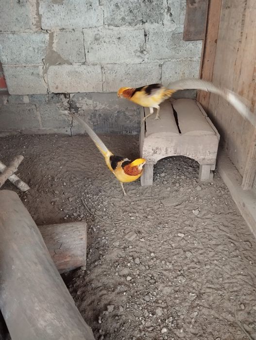 Bażanty bananowe 2024, 2025 (150 zł)