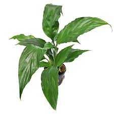 Spathiphyllum Green