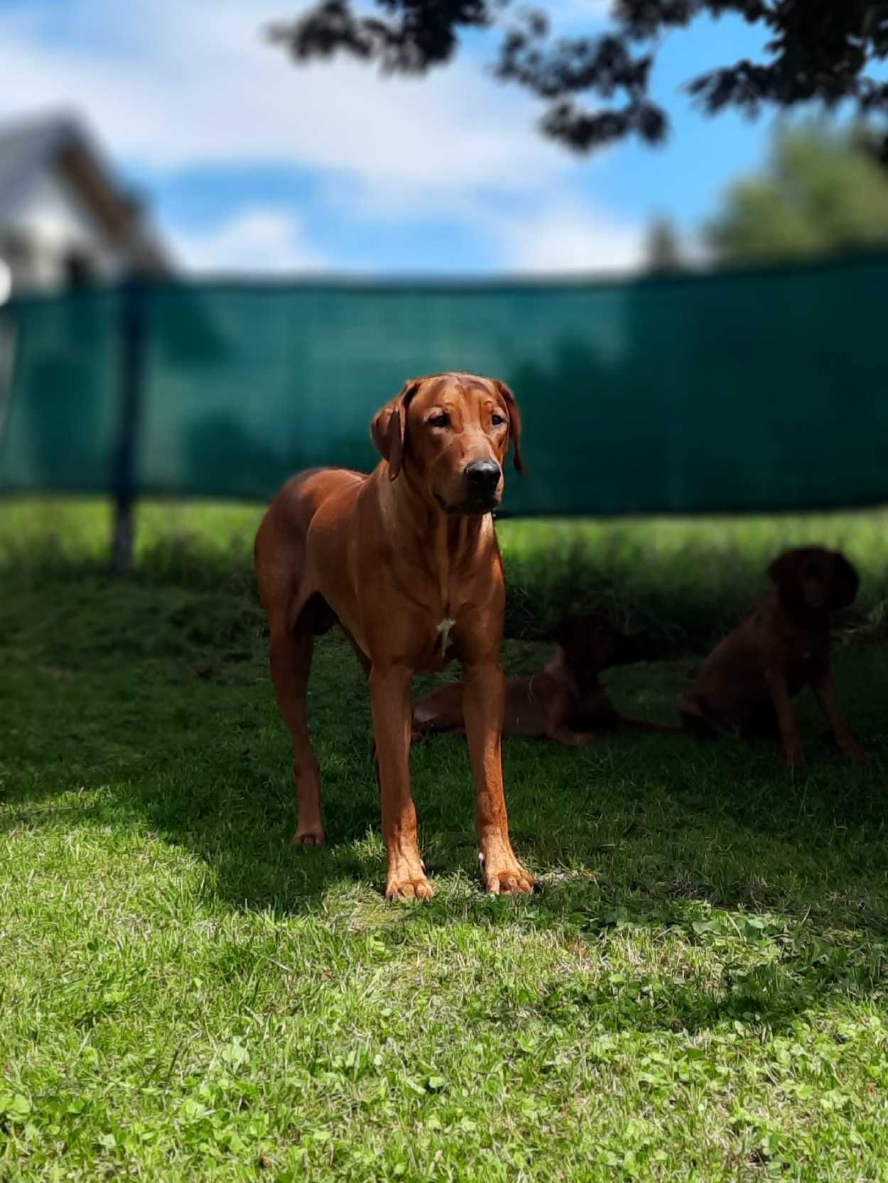 Szczeniak Rhodesian Ridgeback Hodowla ZKwP - Miot "RA"