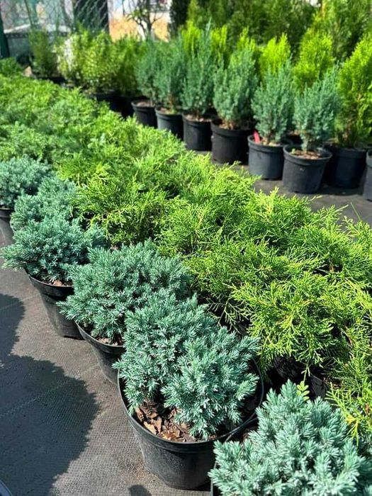 Рослини для ландшавного дизайну. Грунти, кора соснова. Добрива, ЗЗР.