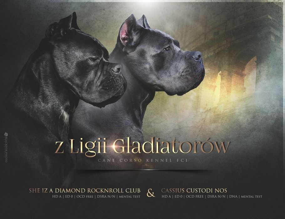 CANE CORSO Italiano / ZkwP FCI