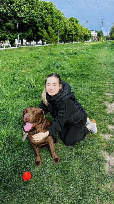 Шоколадный лабрадор (вязка)