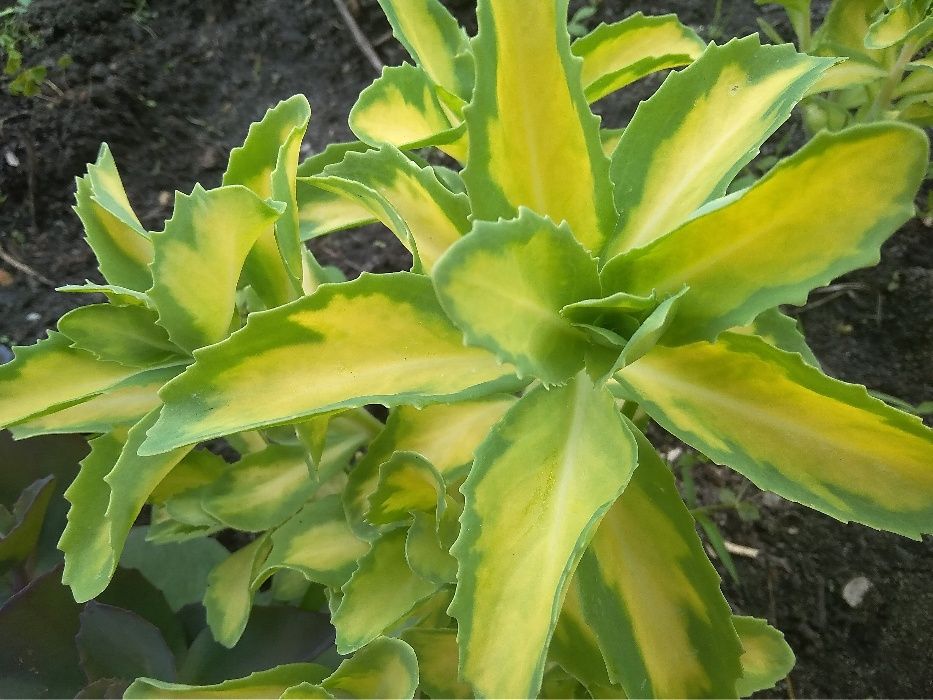 очиток, седум варієгатний, посухостійкі рослини