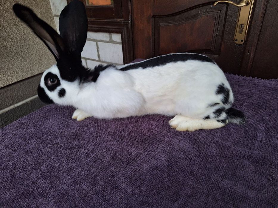 Кролі. Строкач. Кролики