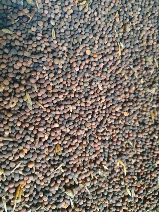 Wyka jara nasiona 2025!