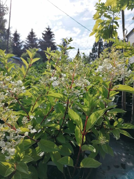 Hortensja bukietowa w odmianach C2