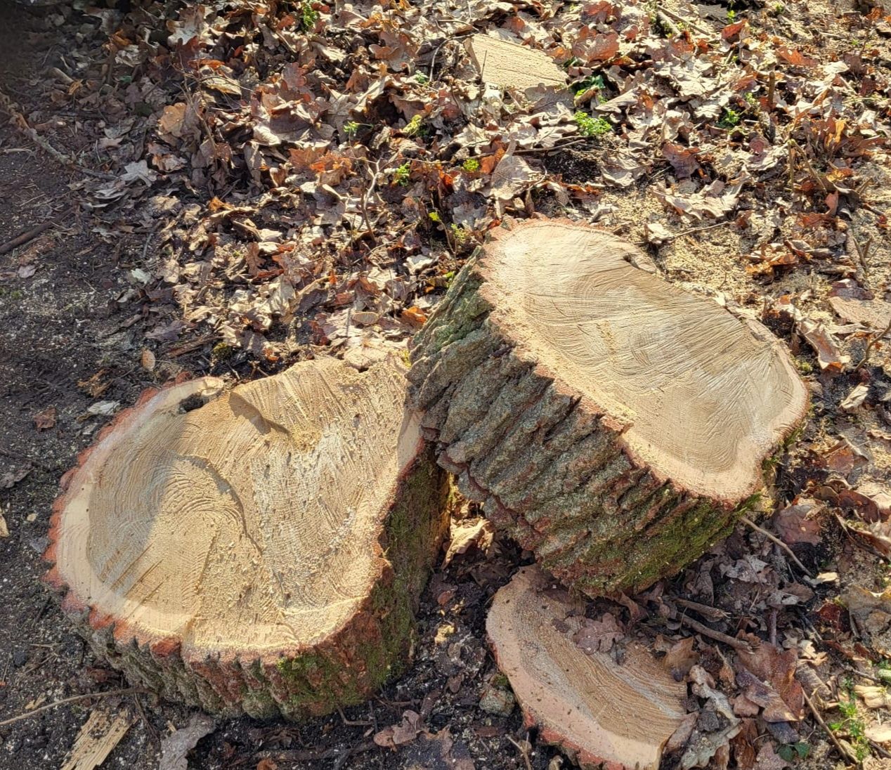 Drewno kominkowe, opałowe