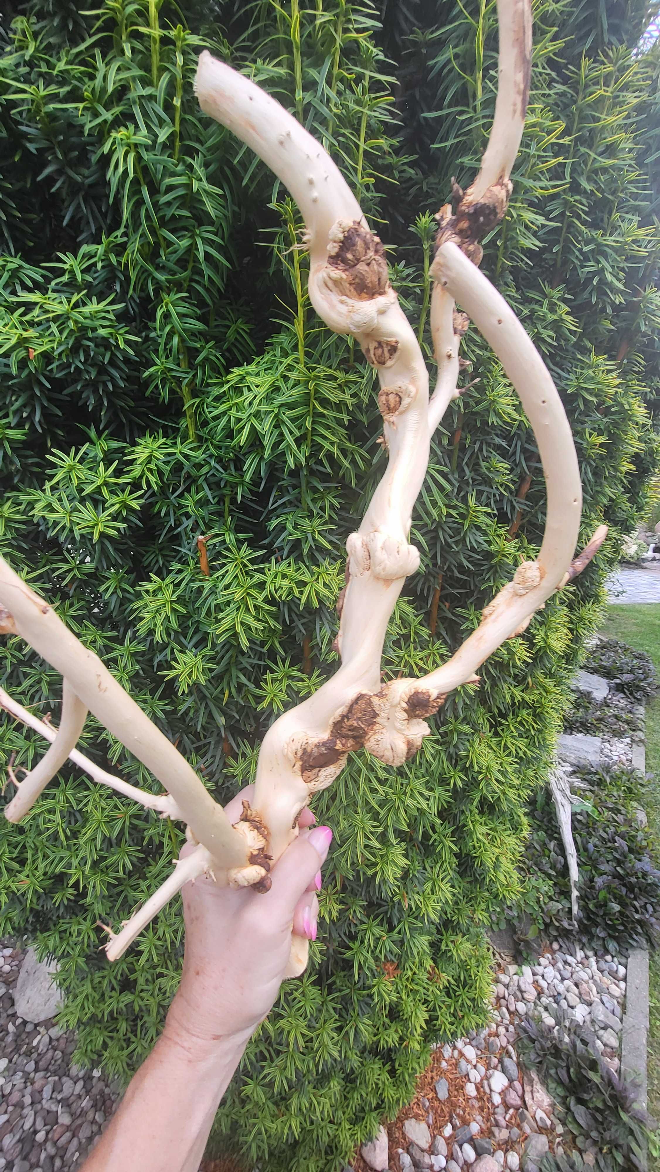 Konar do terrarium ozdoba, 52 cm