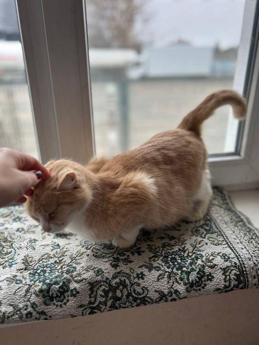 Руда ніжна киця, кішка стерелізована