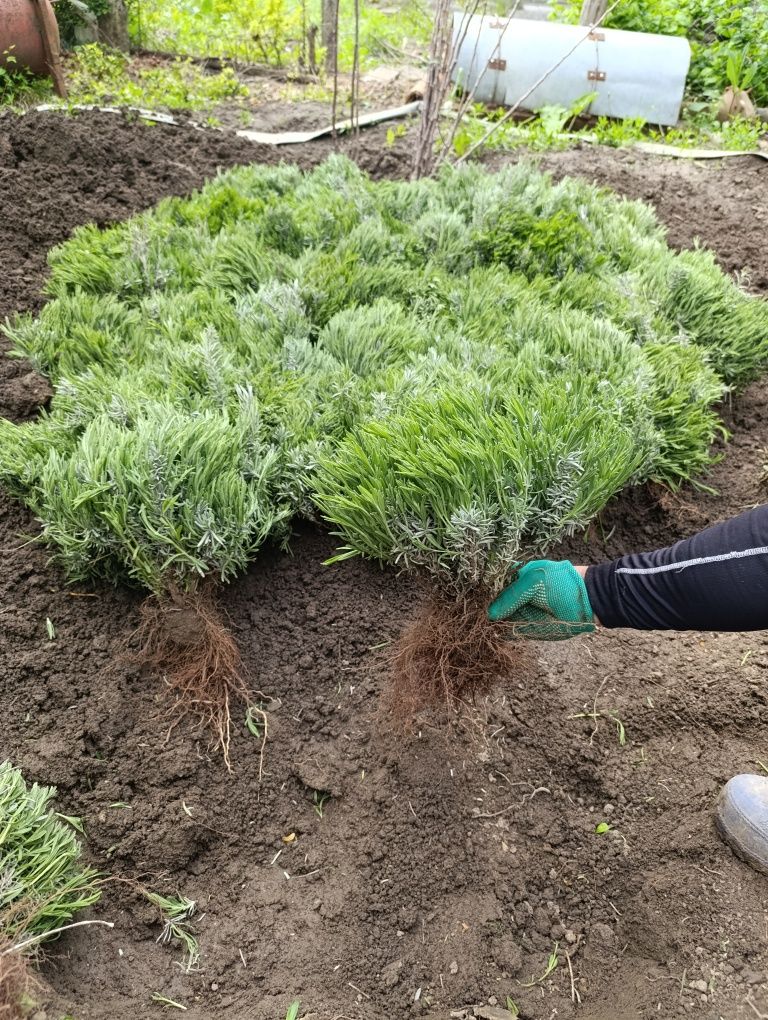 Продам Лаванду.. Відправляємо від 10шт