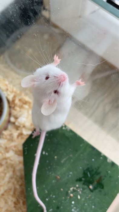 Mysz hodowlana domowa