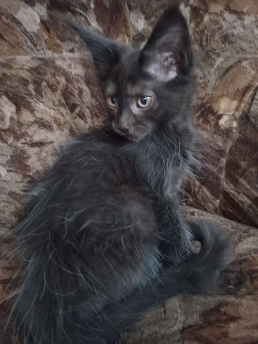 Czarny kocurek Maine Coon
