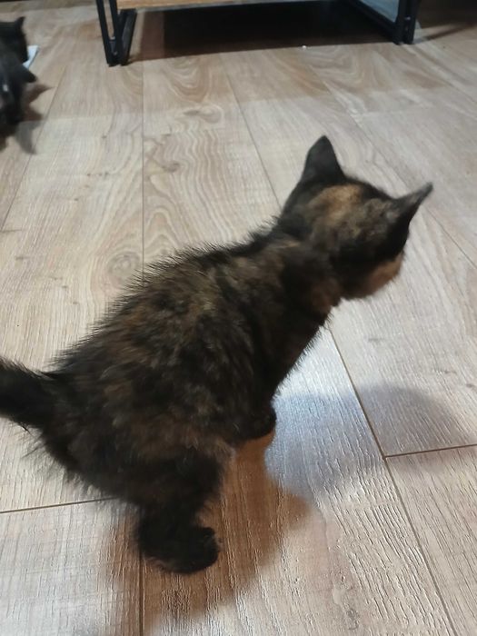 Śluczne kotki do oddania