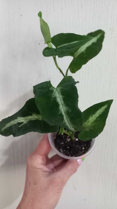 Замія (картонна пальма), маранта,сингоніуми, бегонія,  Кімнатні квіти