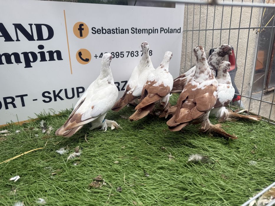 Gołębie.  Wiedyny. Wiedym. Motyle. Możliwy transport