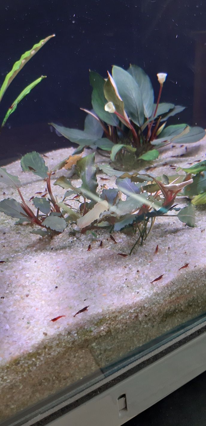 Bucephalandra Nanga Pinoh metro Racławicka