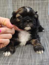 Sprzedam pieska shih tzu