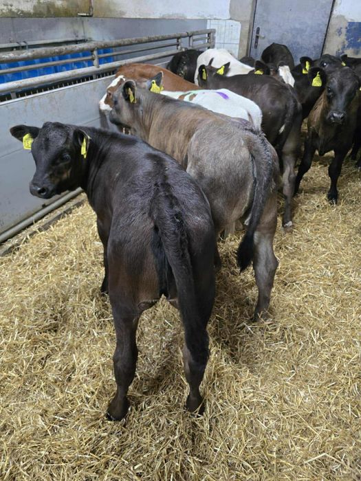 Sprzedam 12 jałówek samodzielnych dostawa cała Polska