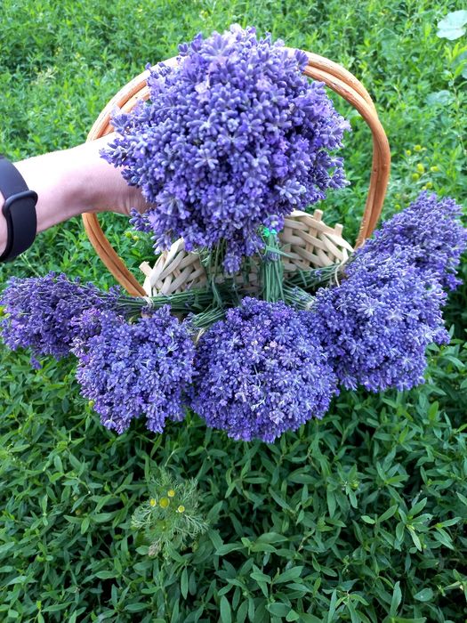 Лаванда букетики
