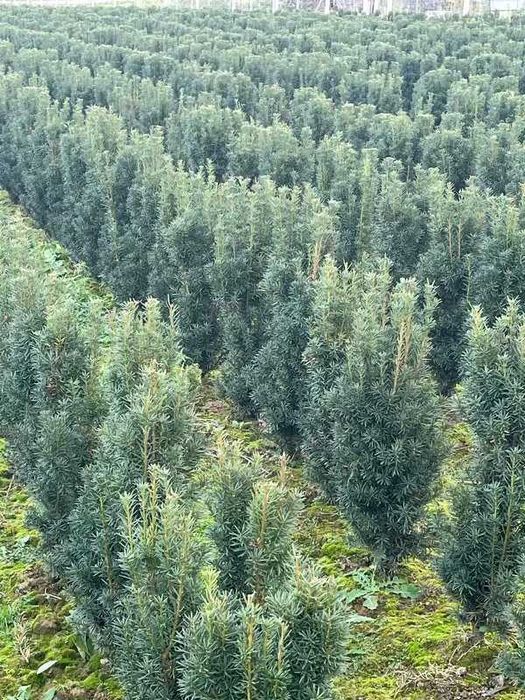 Cis Hicksii 70–100 cm – idealny na żywopłot, kopany na zamówienie!