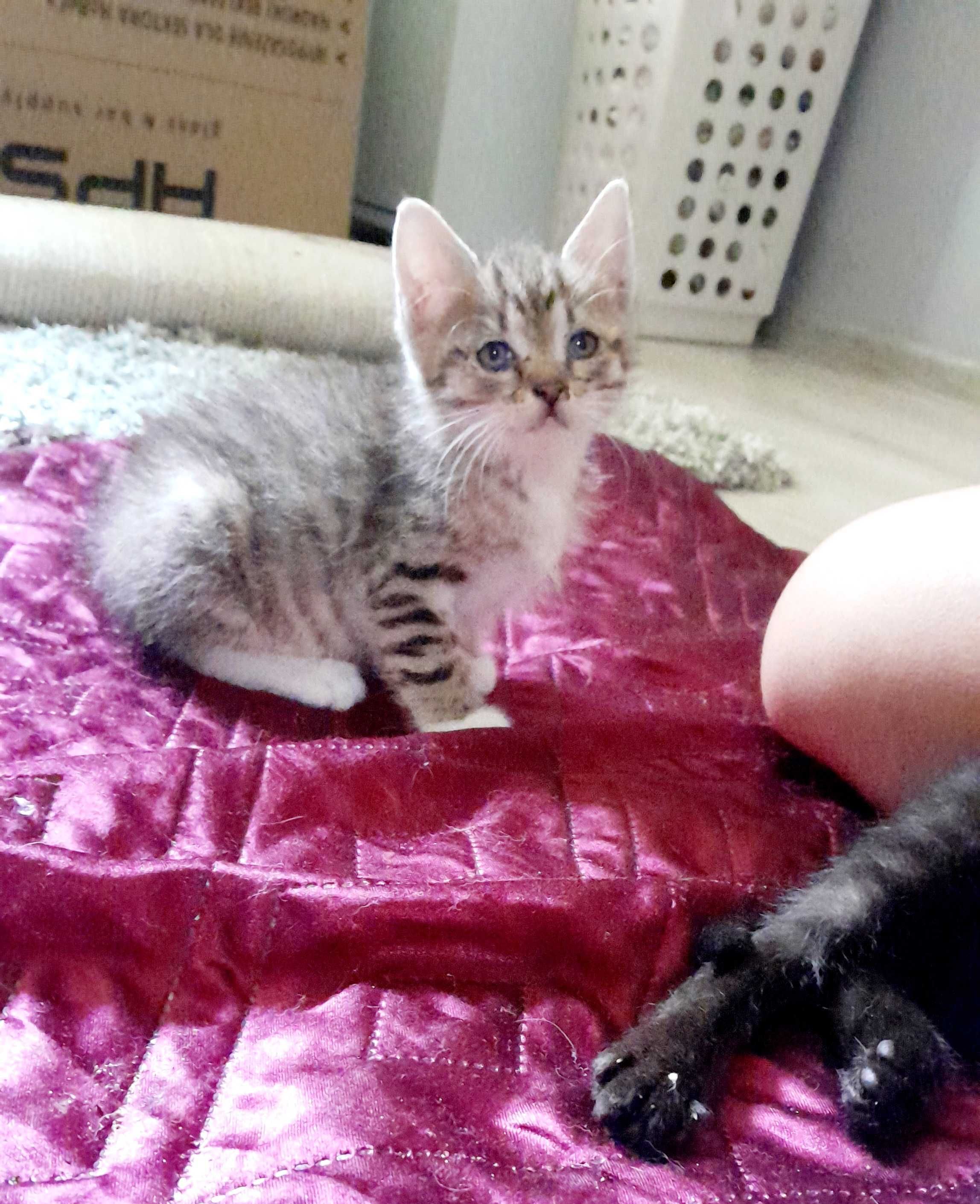 Kocięta do adopcji