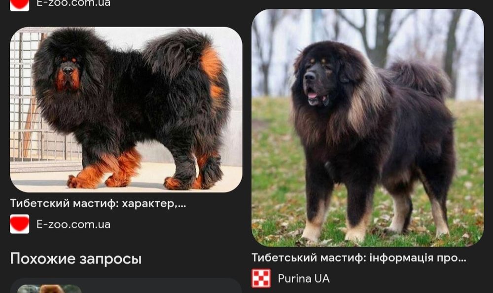 Нужна помощь с собакой на пол дня. Ничего сложного