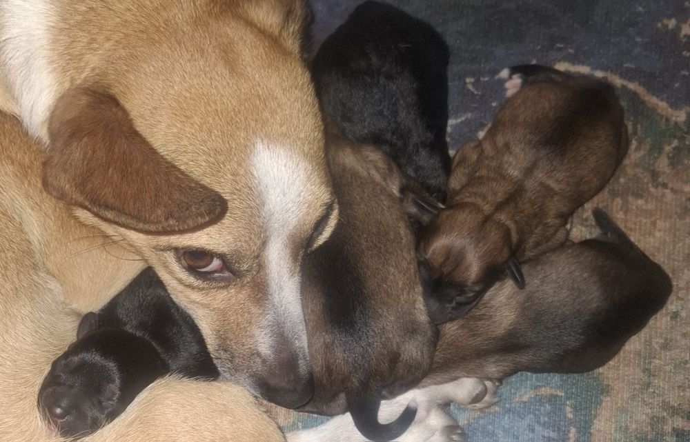 Pieski do adopcji! Oddam pieski szczeniaki za ok. 6-8 tyg.