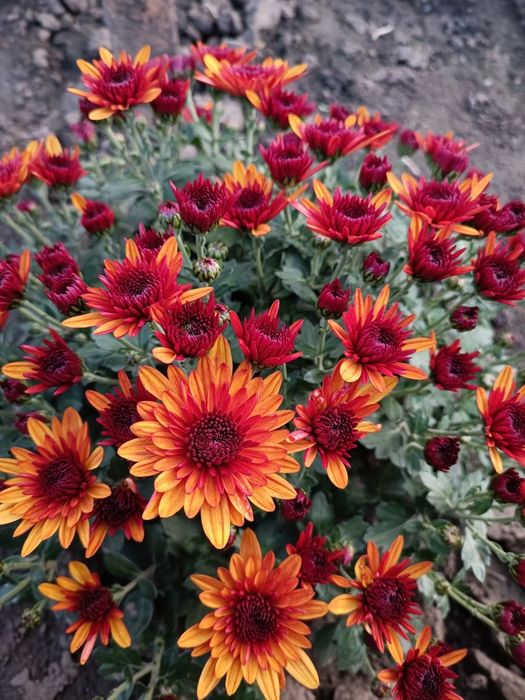 Розпродаж!!! Хризантема мультифлора, маточники