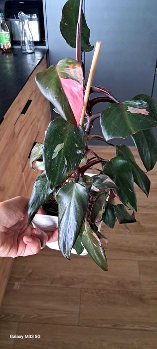 Philodendron Pink Princess