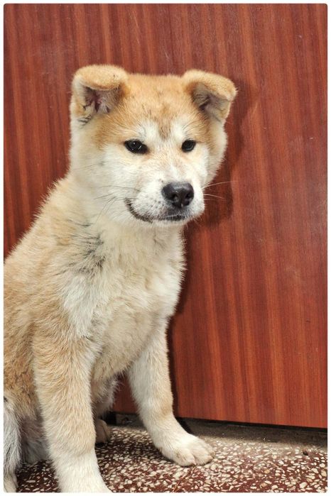 Akita inu japońska